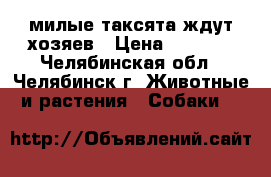 милые таксята ждут хозяев › Цена ­ 3 000 - Челябинская обл., Челябинск г. Животные и растения » Собаки   
